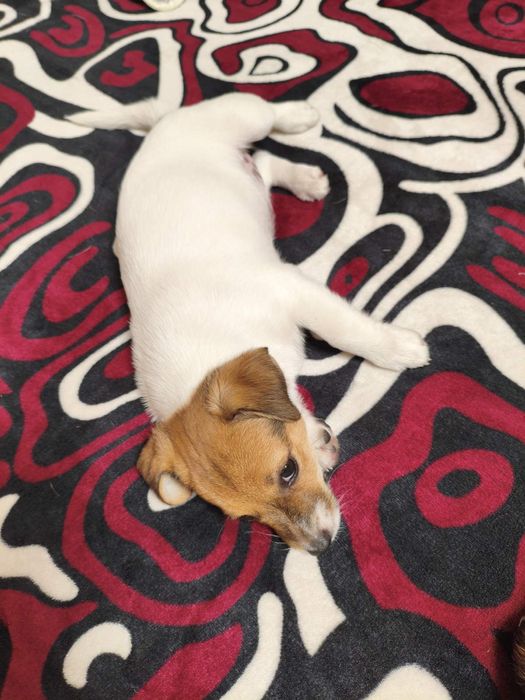 Продам щенят Джек расел