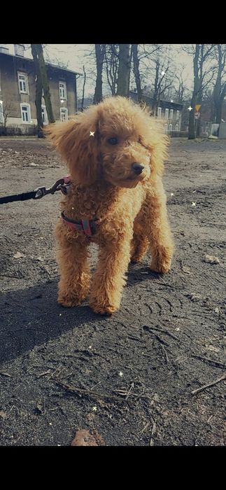 Bichpoo/ pochon suczka bichon frise+pudel toy