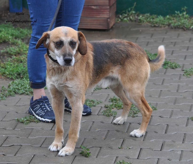 Hurin szuka właściciela