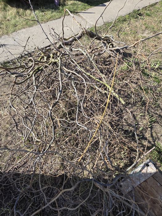 Rębak do gałęzi Cedrus 10cm -Wynajem