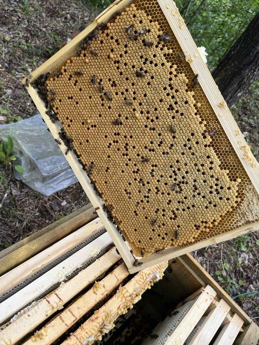 Бджолопакети,бджолосімї,бджоли, карніка,доставка