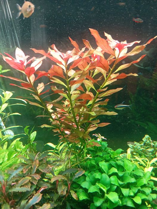 Plantas Aquario Pack