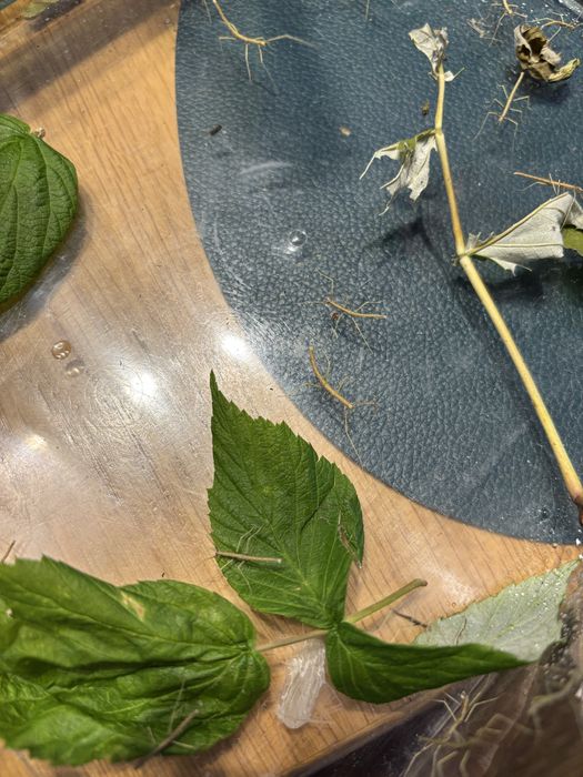 Patyczaki - młode oddam