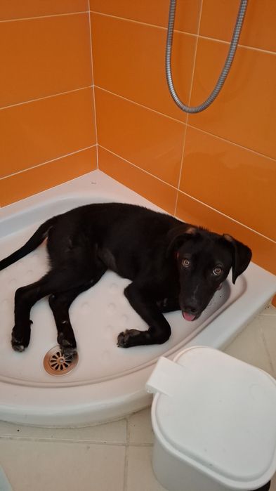 Procuro quem queira adotar uma cadela