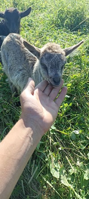 Продам козу дойну и також козенят