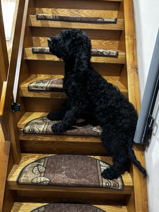 Szczeniak Australian Labradoodle