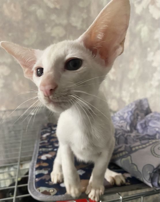 Орієнтальна красунька