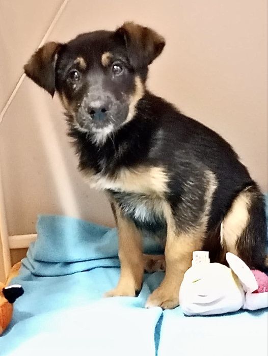 Cães bebés para adoção responsável