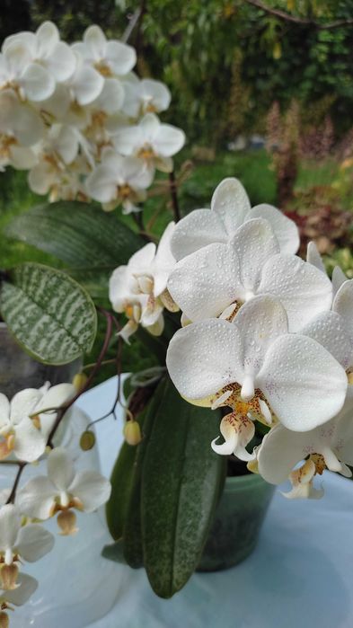 Орхідея фаленопсис Стюартіана Піко Чіп, Pico Chip