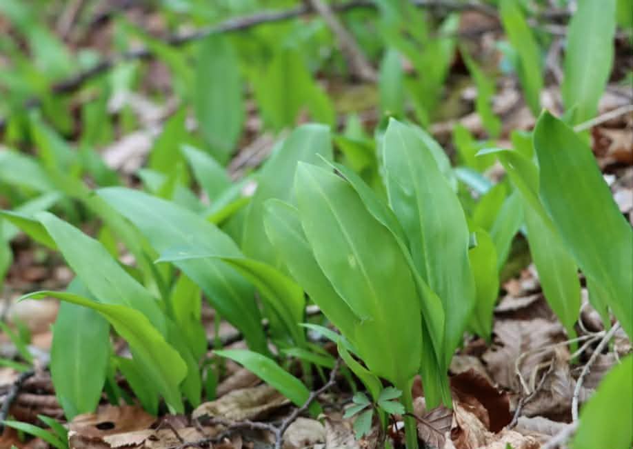 Czosnek Niedźwiedzi