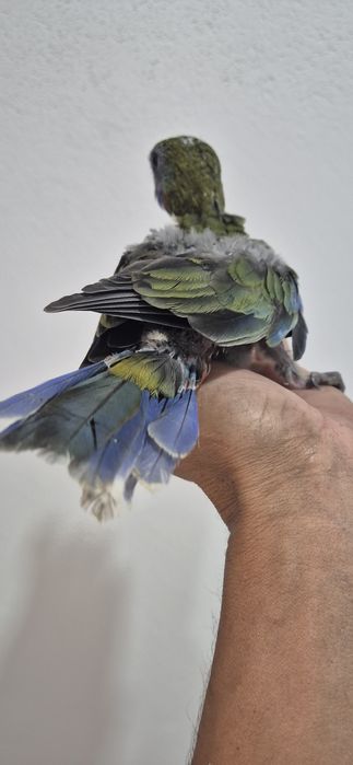 Roselas penantes criar a mão
