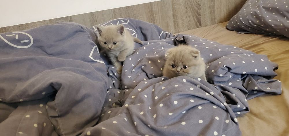 Шотландські кошенята котик кішка
