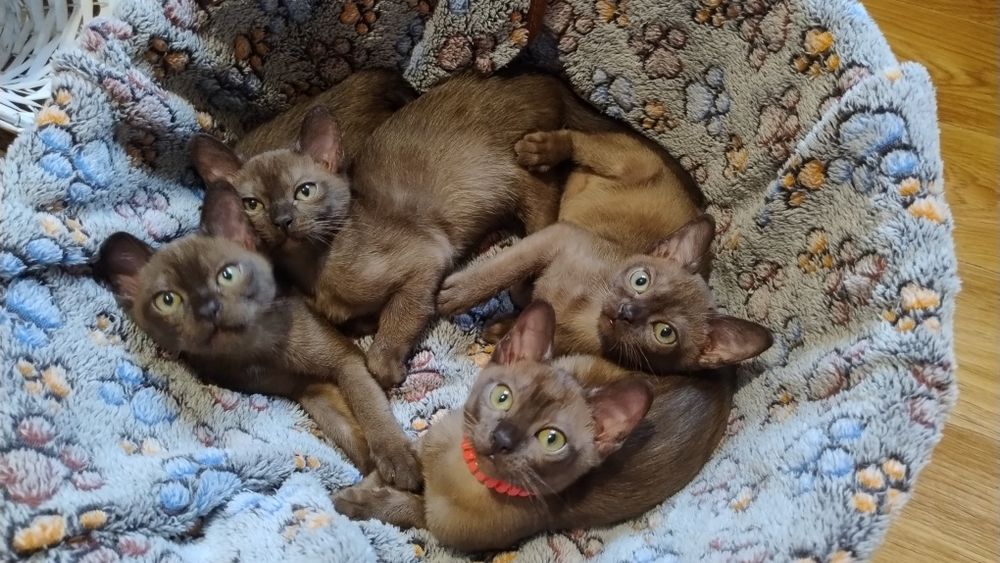 Котики,Бурма малыши, Европейская бурма