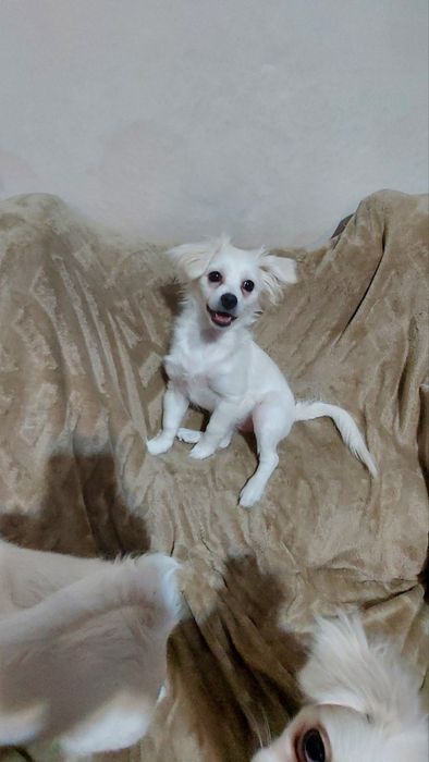 Щенки в хорошие руки .