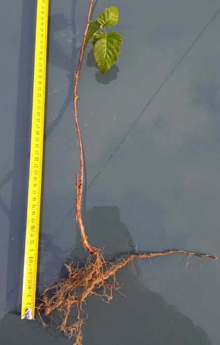 Malinojeżyna tyberry sadzonka 5 sztuk