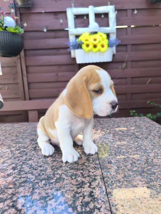 Beagle Frodo odbior sierpień/wrzesień