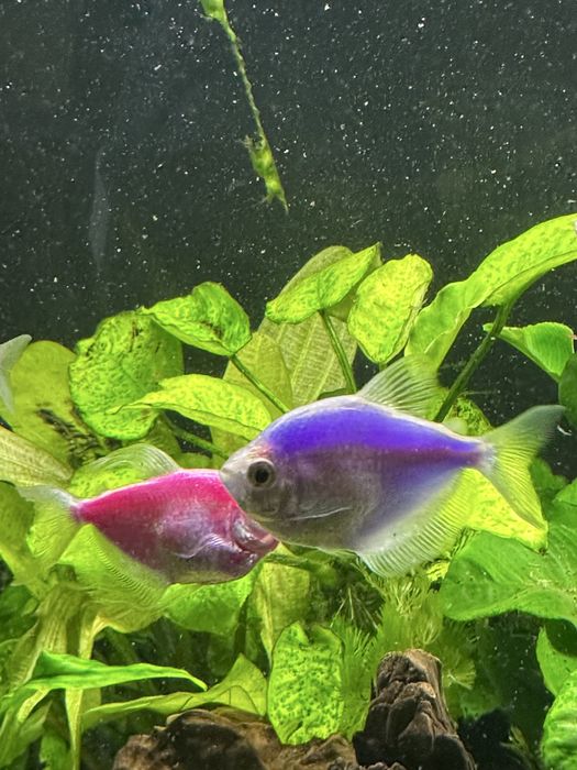 Do sprzedania tetry neon