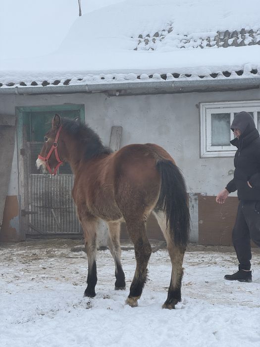 Продається лошадко