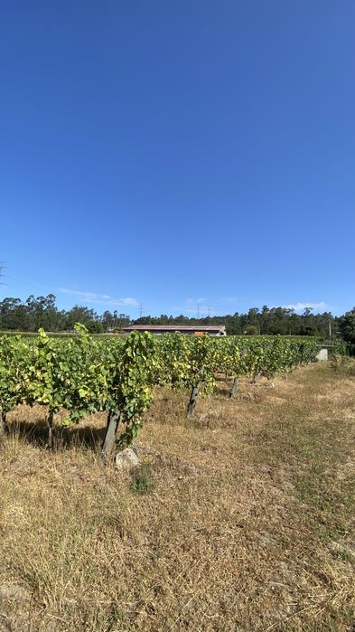 Vinhas Loureiro em Produção