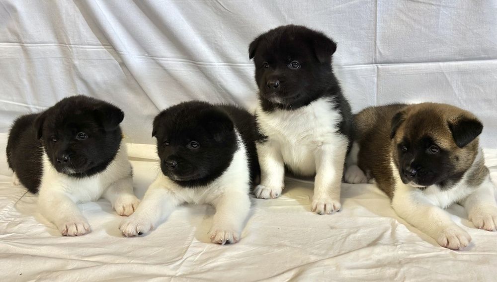 Цуценята Американської акіти