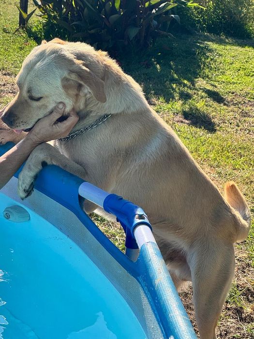 Labrador com 6 aninhos para adopção
