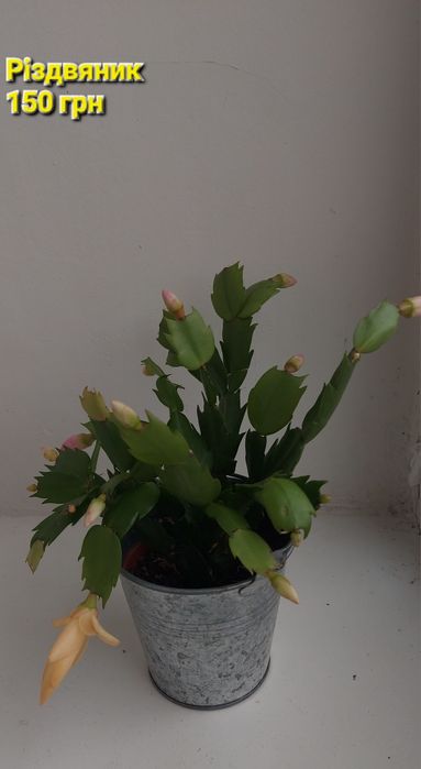 Продам кімнатні квіти