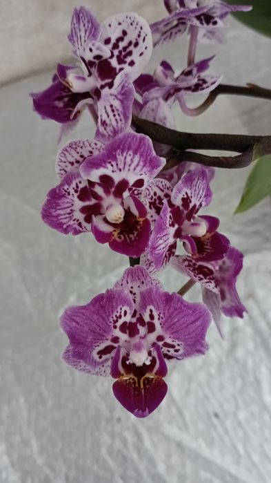 Орхідея Фаленопсис
