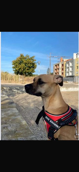 Cadelinha - Adocão Responsável