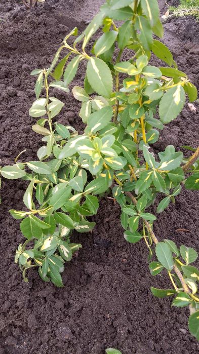 Бересклети вічнозелені