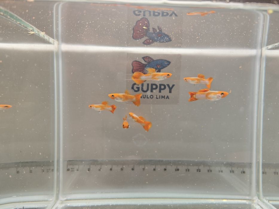 Guppy Koi Red Nose