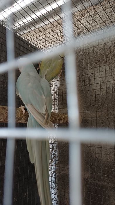 Ring necks adultos