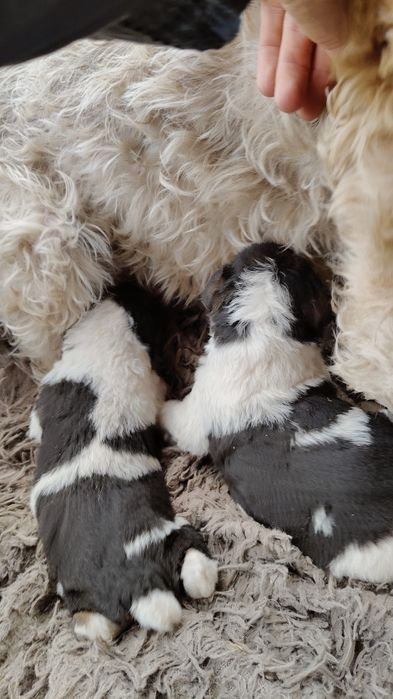 Хлопчик жорсткий Фокс