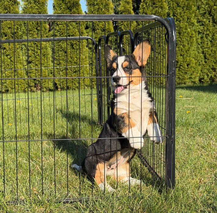 Welsh Corgi Cardigan - Piękna Suczka