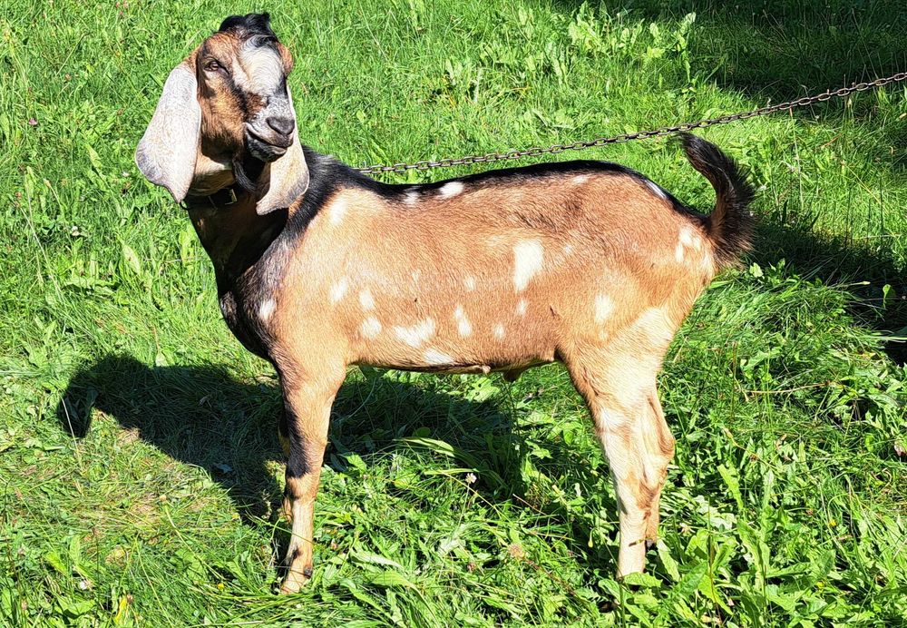 Kozioł cap anglonubijski 100% do krycia