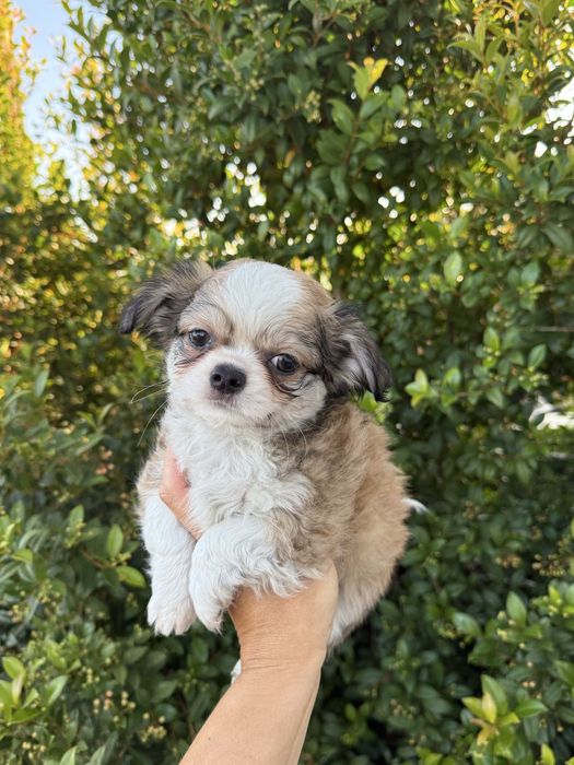 Excelente mini menino Chihuahua/Chiuaua LinhagemRussa de Qualidade