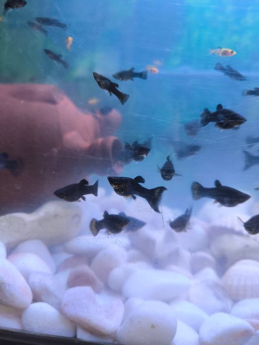 Peixes Mollys pretos