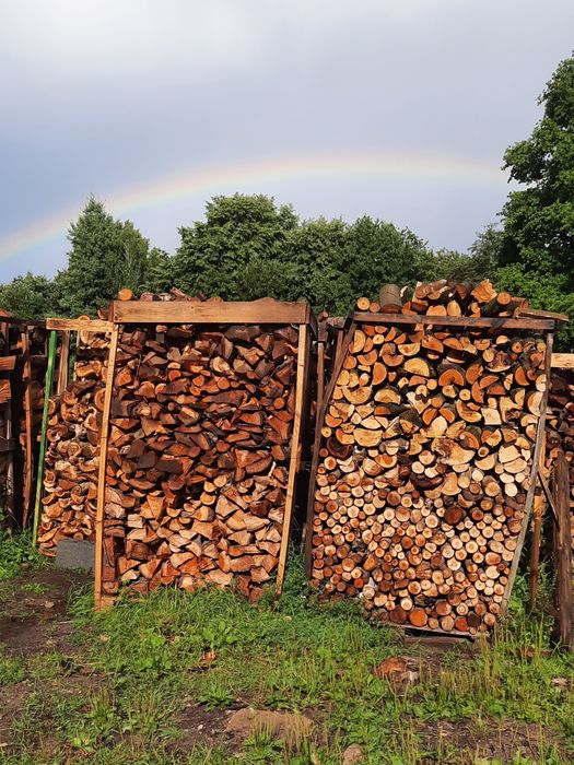 Cięcie przycinanie wycinka drzew Bełchatów Łódź Aleksandrów Pabianice