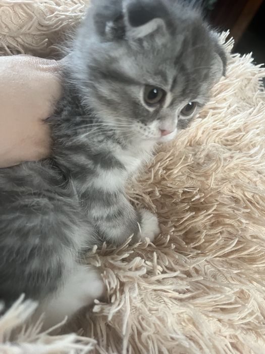 Шотландське кошеня