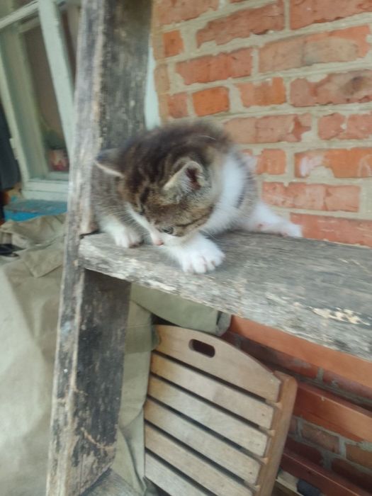 Кошенята в хороші руки