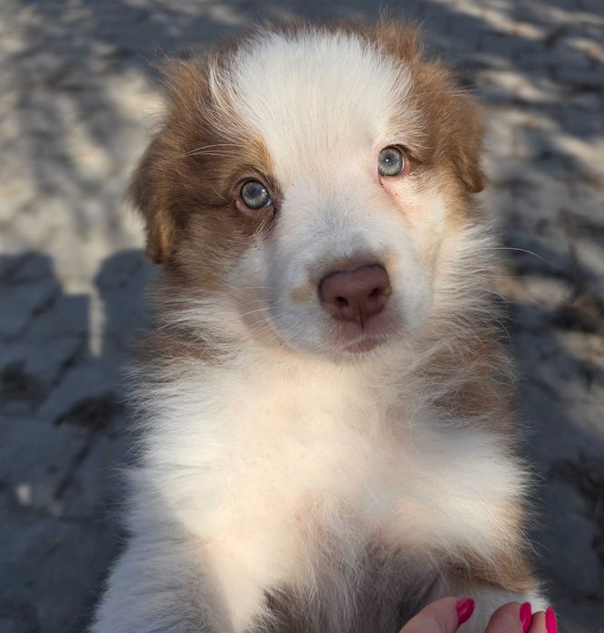 Owczarek australijski typ amerykański