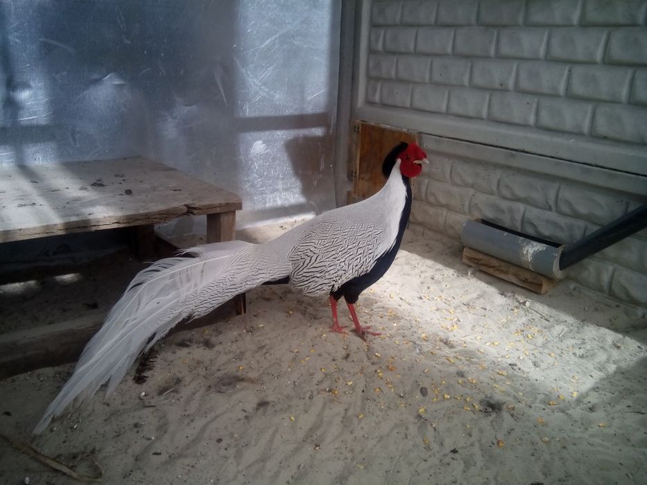 Фазан серебряный продам