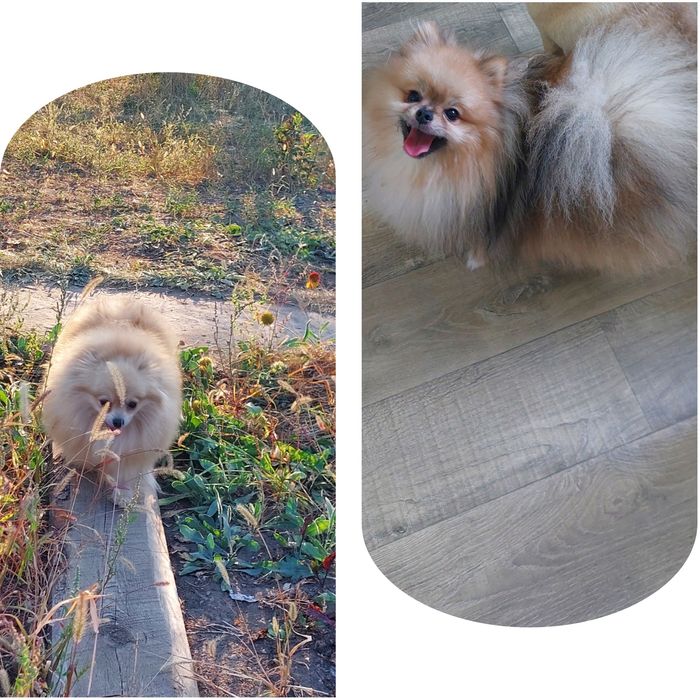 Шпиц,щенки шпиц.