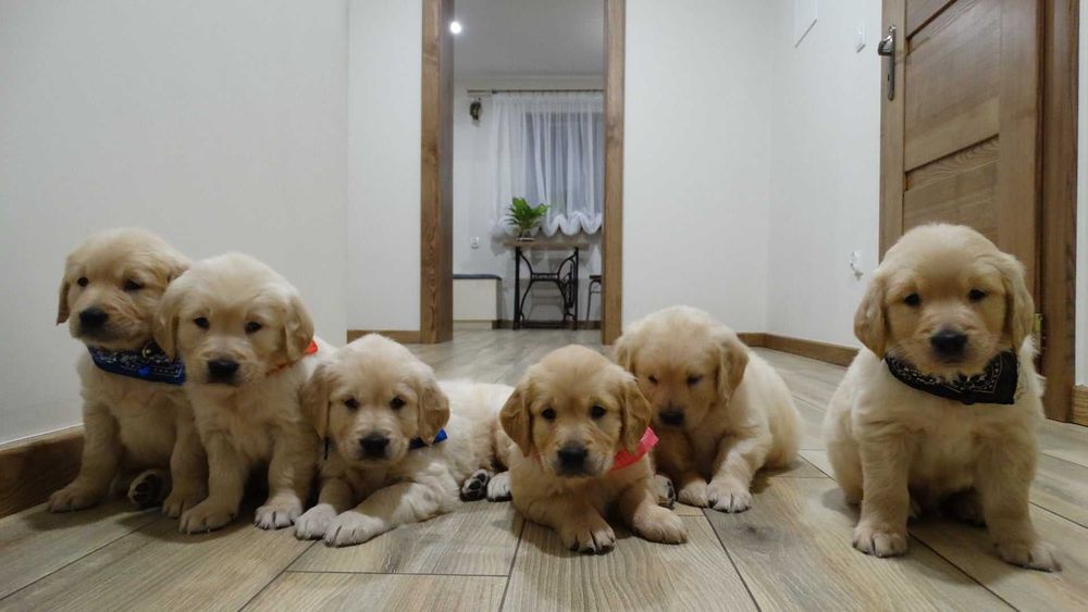 Golden retriever piękny piesek