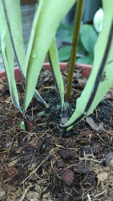 Microsorum punctatum. Папороть