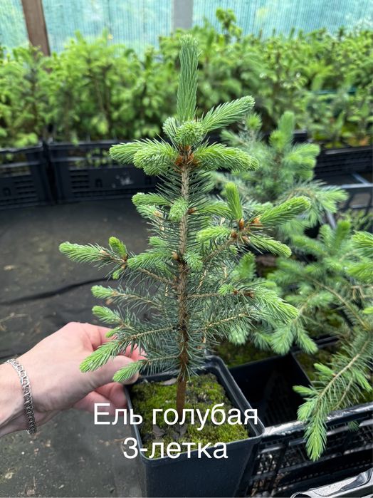 Ель Голубая кейбаб