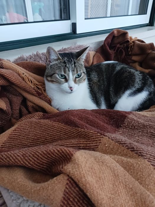 Pintas- gatinho jovem para adoção responsável