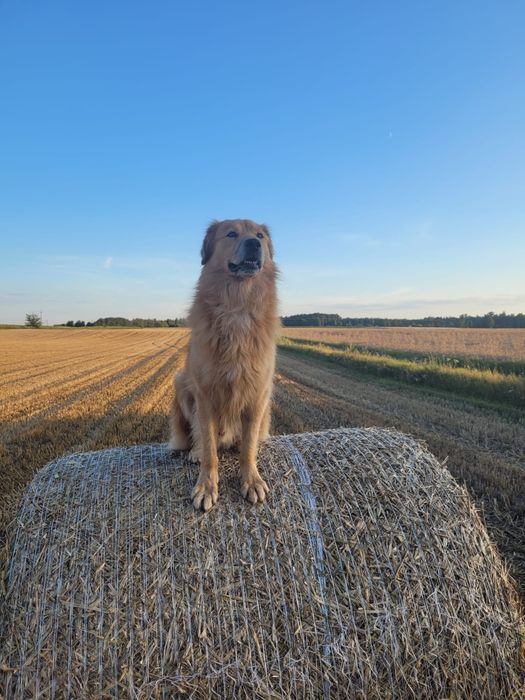 Rudy Bingo szuka domu