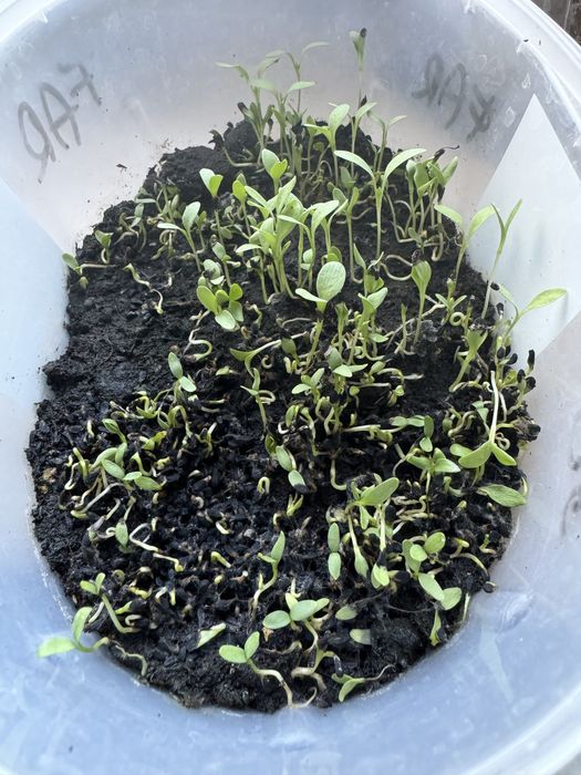 Czarnuszka ziarno zasiew worek 25kg 15,12zl za kg