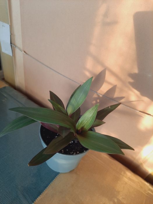 Trzykrotka ( reo meksykańskie