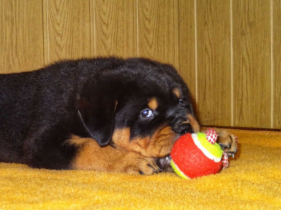 В 1,5 месяца - 7кг!!! Мощные щенки ротвейлера!